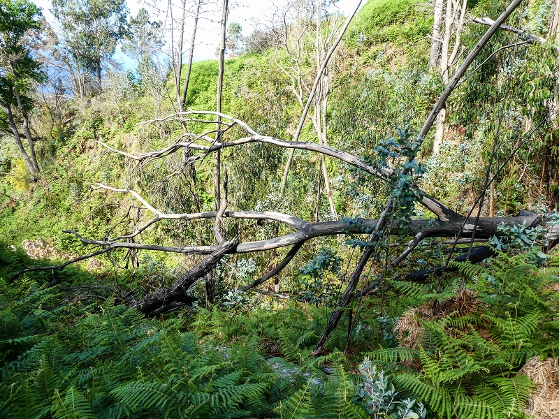 9 May 2019 Walk along the varied Levada Velha das Canhas — On through the wood and finally up to the concrete track — photo 18
