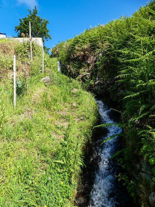 9 May 2019 Walk along the varied Levada Velha das Canhas — On through the wood and finally up to the concrete track — photo 19