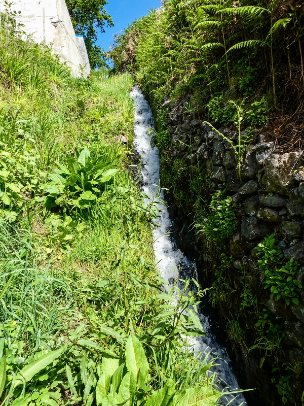 9 May 2019 Walk along the varied Levada Velha das Canhas — On through the wood and finally up to the concrete track — photo 20