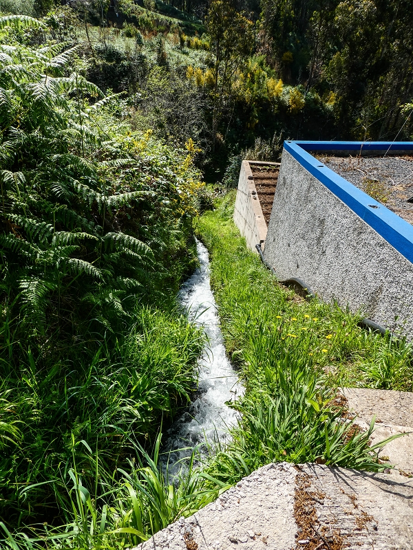 9 May 2019 Walk along the varied Levada Velha das Canhas — On through the wood and finally up to the concrete track — photo 21