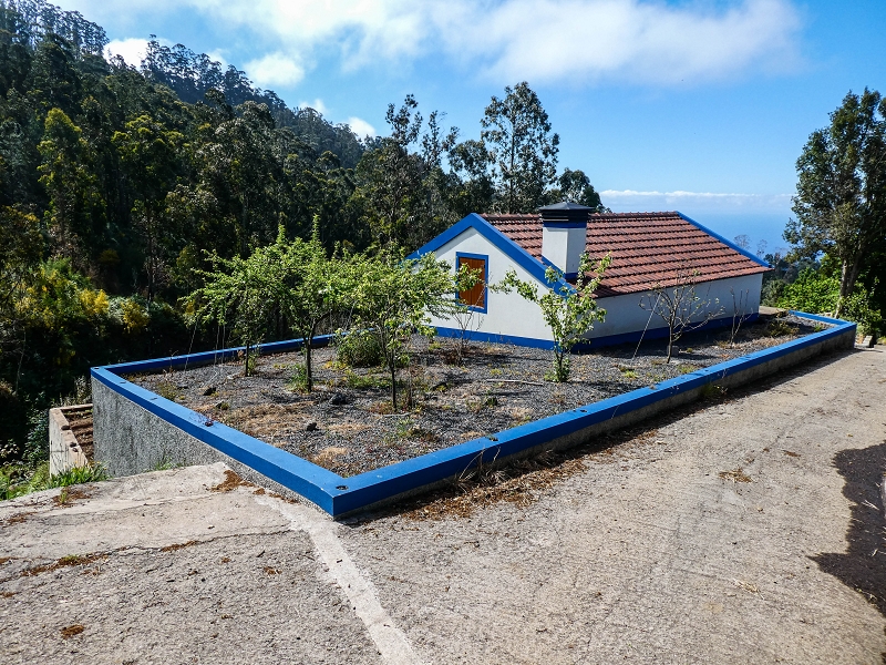 9 May 2019 Walk along the varied Levada Velha das Canhas — On through the wood and finally up to the concrete track — photo 22