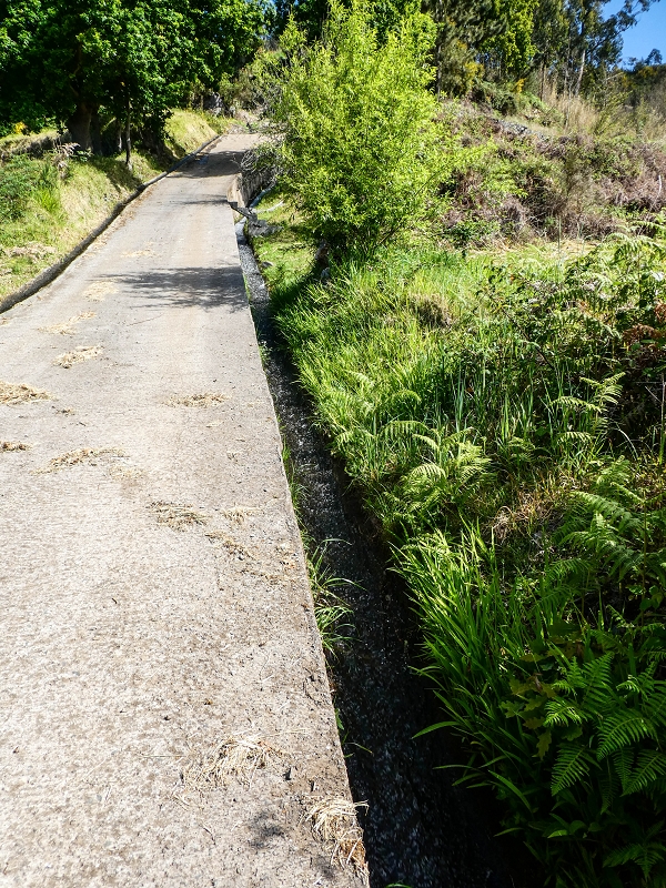 9 May 2019 Walk along the varied Levada Velha das Canhas — On through the wood and finally up to the concrete track — photo 23
