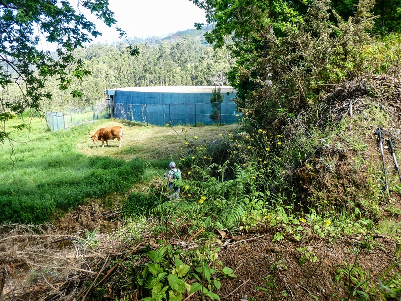 9 May 2019 Walk along the varied Levada Velha das Canhas — Double waterfall and impassable passage, access to the levada divider — photo 7