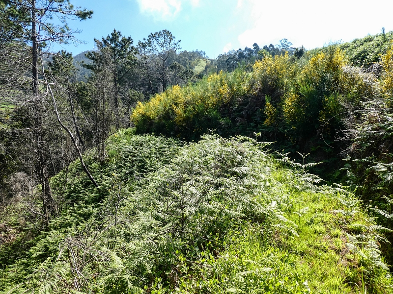 9 May 2019 Walk along the varied Levada Velha das Canhas — Through the wood and over meadows to the first stream crossing — photo 1
