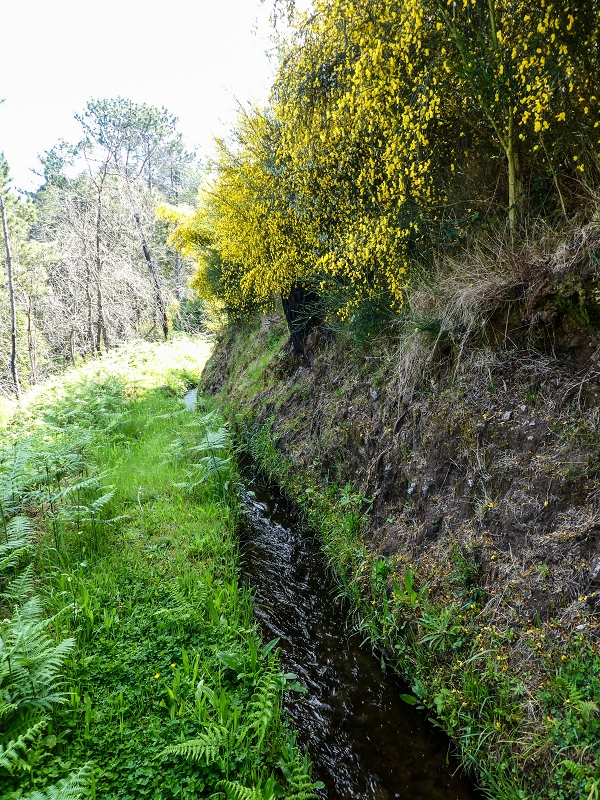 9 May 2019 Walk along the varied Levada Velha das Canhas — Through the wood and over meadows to the first stream crossing — photo 2