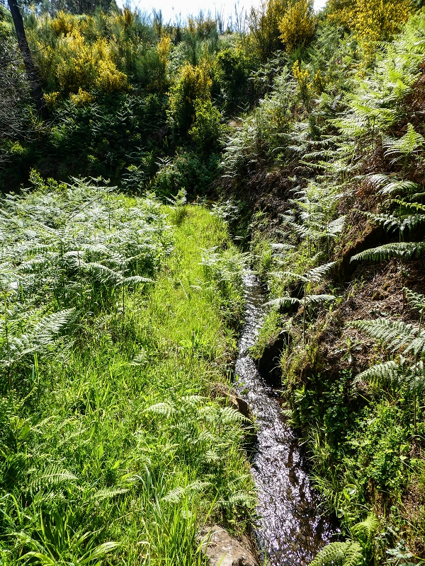 9 May 2019 Walk along the varied Levada Velha das Canhas — Through the wood and over meadows to the first stream crossing — photo 3