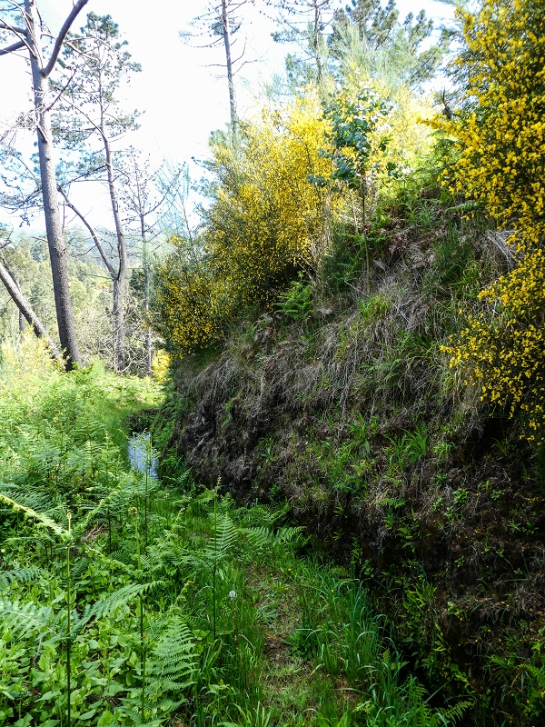 9 May 2019 Walk along the varied Levada Velha das Canhas — Through the wood and over meadows to the first stream crossing — photo 4