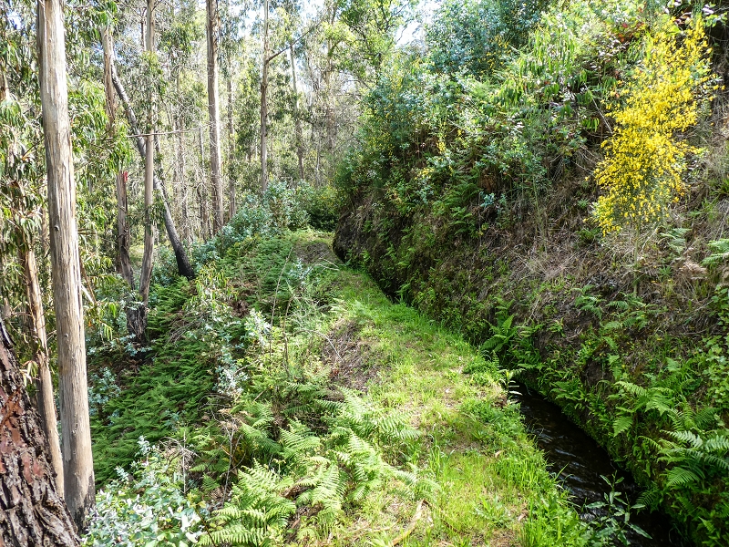9 May 2019 Walk along the varied Levada Velha das Canhas — Through the wood and over meadows to the first stream crossing — photo 5
