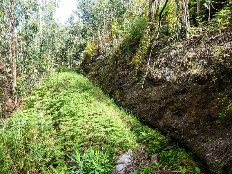 9 May 2019 Walk along the varied Levada Velha das Canhas — Through the wood and over meadows to the first stream crossing — photo 6