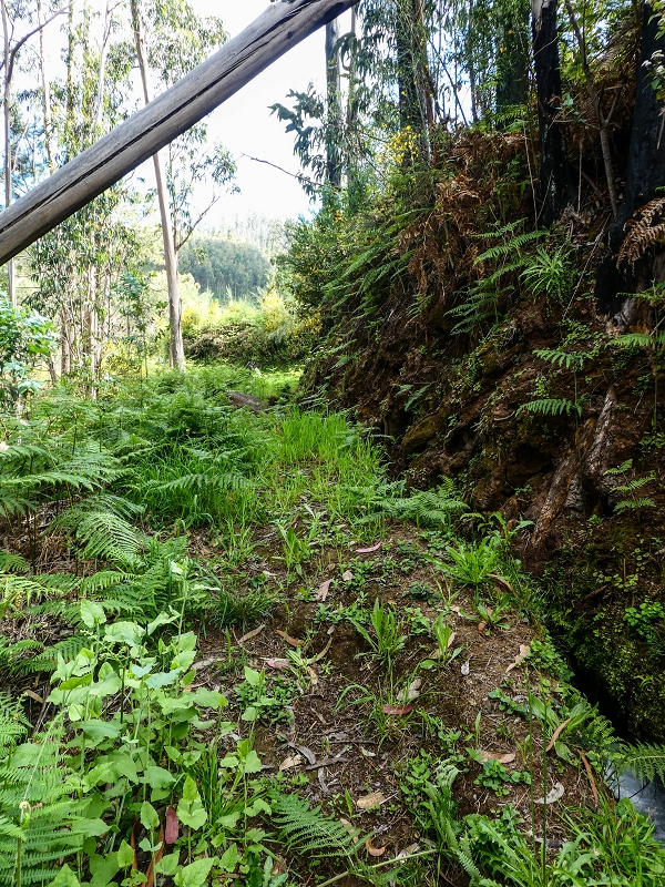 9 May 2019 Walk along the varied Levada Velha das Canhas — Through the wood and over meadows to the first stream crossing — photo 7