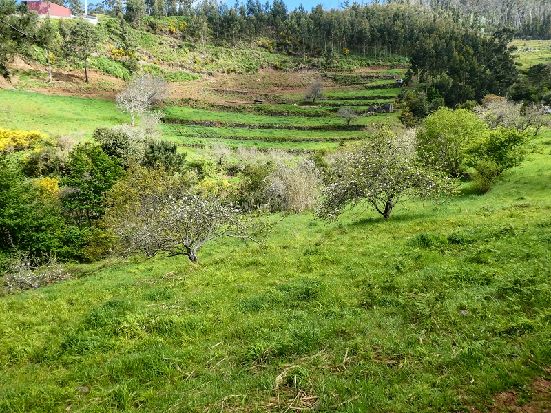 9 May 2019 Walk along the varied Levada Velha das Canhas — Through the wood and over meadows to the first stream crossing — photo 9