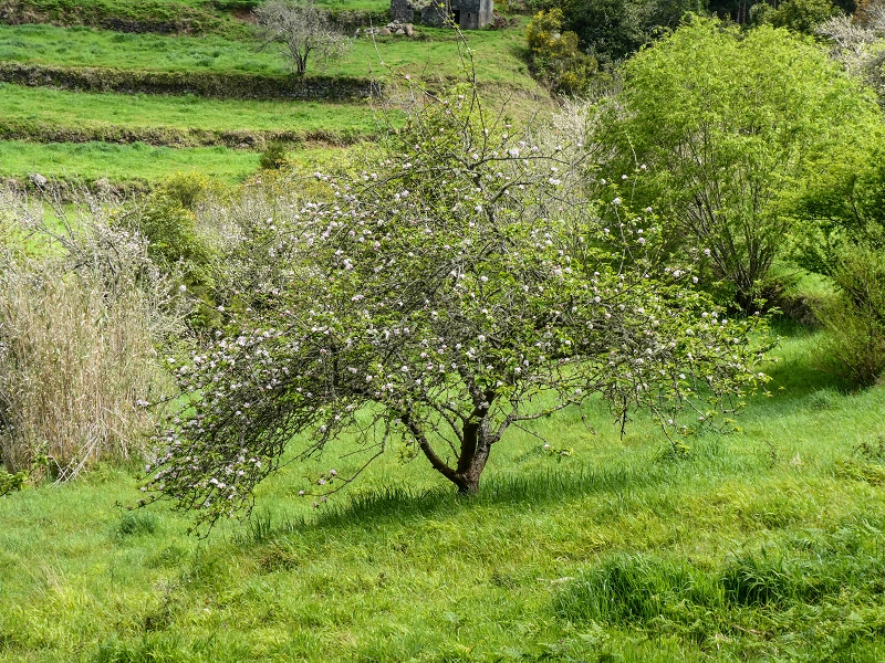 9 May 2019 Walk along the varied Levada Velha das Canhas — Through the wood and over meadows to the first stream crossing — photo 10