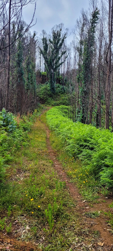 09.06.2024 Auf dem alten CR23 zur Capela do Cabo und über die Levada Nova zurück — Auf dem CR23 zur Capela in Cabo — Foto 13