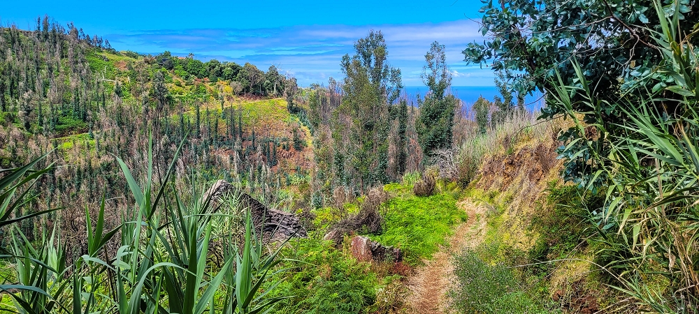 09.06.2024 Auf dem alten CR23 zur Capela do Cabo und über die Levada Nova zurück — Auf dem CR23 zur Capela in Cabo — Foto 15