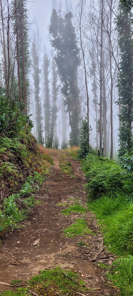 09.06.2024 Auf dem alten CR23 zur Capela do Cabo und über die Levada Nova zurück — Auf dem CR23 zur Capela in Cabo — Foto 2