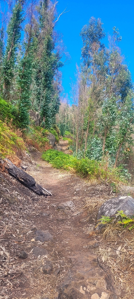 09.06.2024 Auf dem alten CR23 zur Capela do Cabo und über die Levada Nova zurück — Auf dem CR23 zur Capela in Cabo — Foto 23