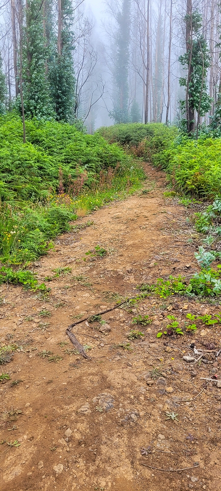 09.06.2024 Auf dem alten CR23 zur Capela do Cabo und über die Levada Nova zurück — Auf dem CR23 zur Capela in Cabo — Foto 3