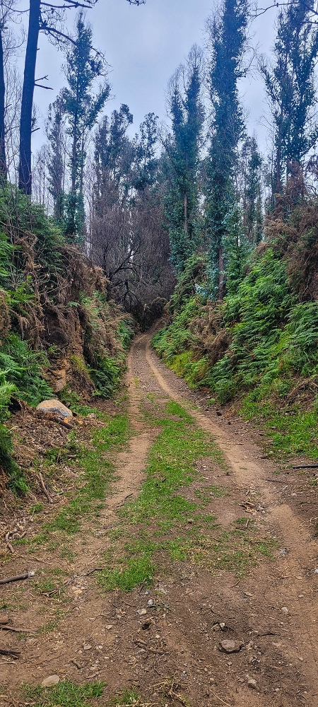 09.06.2024 Auf dem alten CR23 zur Capela do Cabo und über die Levada Nova zurück — Auf dem Lombo do Serrade zur Levada Nova — Foto 4
