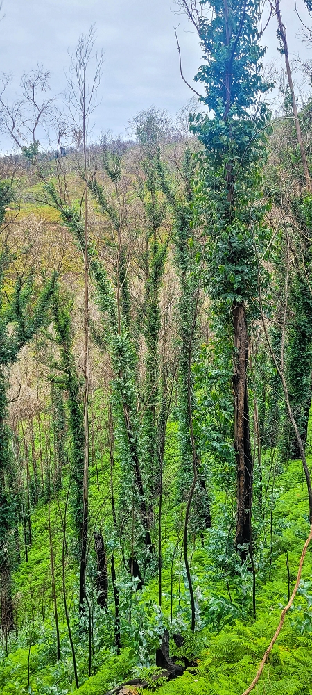 09.06.2024 Auf dem alten CR23 zur Capela do Cabo und über die Levada Nova zurück — Auf dem Lombo do Serrade zur Levada Nova — Foto 6