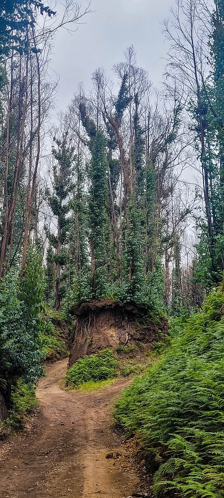 09.06.2024 Auf dem alten CR23 zur Capela do Cabo und über die Levada Nova zurück — Auf dem Lombo do Serrade zur Levada Nova — Foto 8