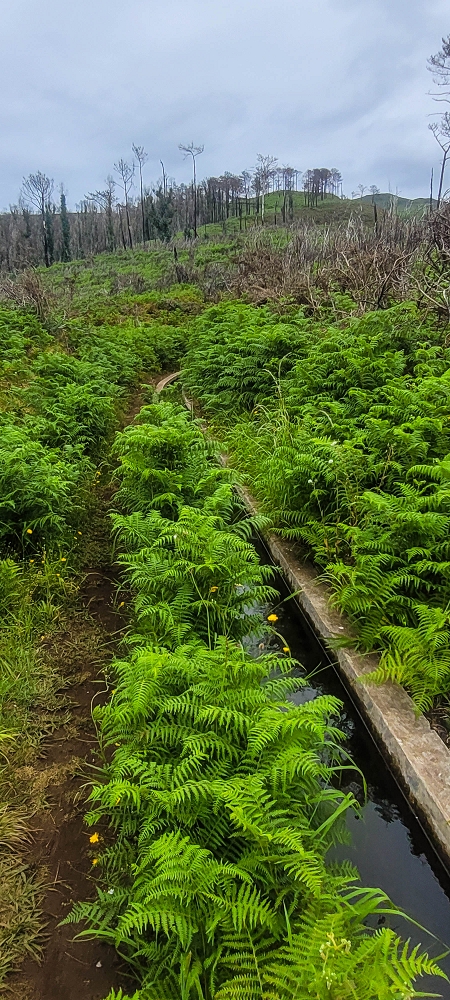 09.06.2024 Auf dem alten CR23 zur Capela do Cabo und über die Levada Nova zurück — Zum Lombo da Pedragal und zurück — Foto 7