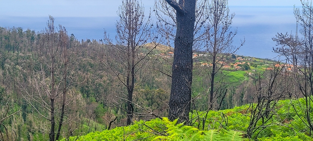 09.06.2024 Auf dem alten CR23 zur Capela do Cabo und über die Levada Nova zurück — Weiter zur Ribeira da Vaca — Foto 6