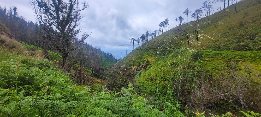 09.06.2024 Auf dem alten CR23 zur Capela do Cabo und über die Levada Nova zurück — Weiter zur Ribeira da Vaca — Foto 10
