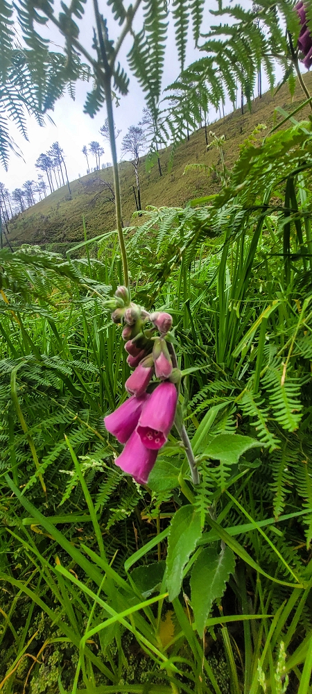 09.06.2024 Auf dem alten CR23 zur Capela do Cabo und über die Levada Nova zurück — Weiter zur Ribeira da Vaca — Foto 11