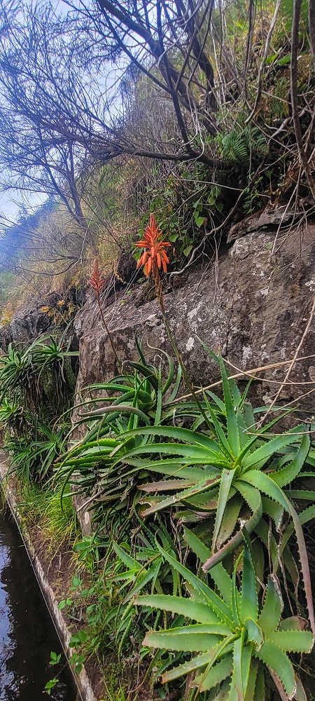 09.06.2024 Auf dem alten CR23 zur Capela do Cabo und über die Levada Nova zurück — Weiter zur Ribeira da Vaca — Foto 13