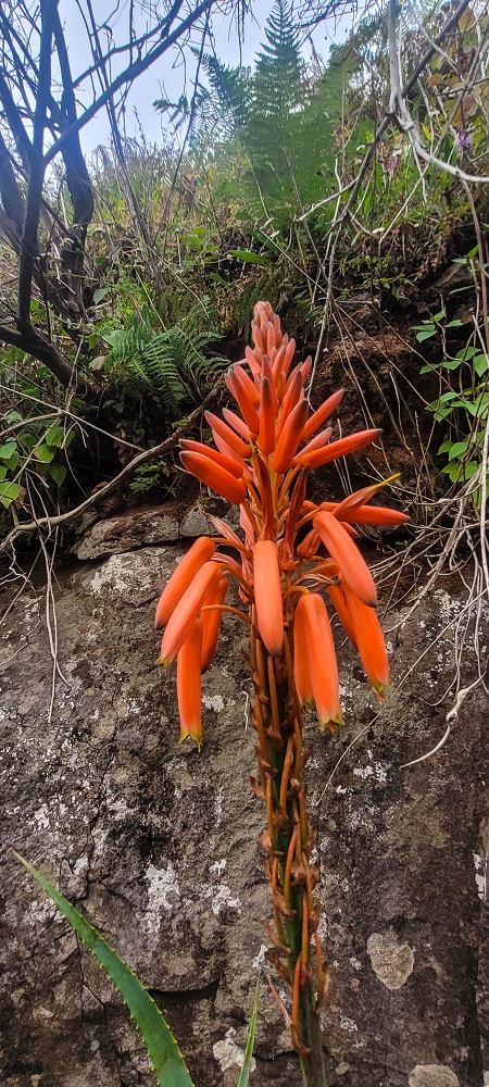 09.06.2024 Auf dem alten CR23 zur Capela do Cabo und über die Levada Nova zurück — Weiter zur Ribeira da Vaca — Foto 14