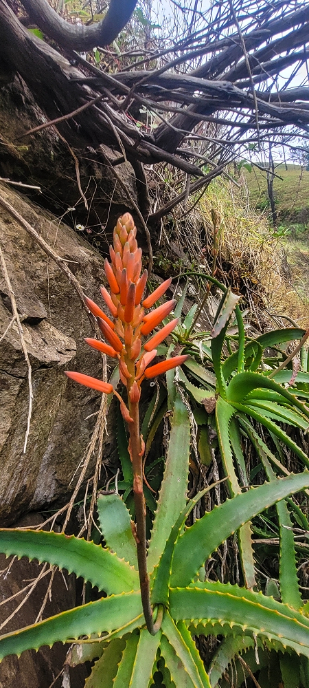 09.06.2024 Auf dem alten CR23 zur Capela do Cabo und über die Levada Nova zurück — Weiter zur Ribeira da Vaca — Foto 15