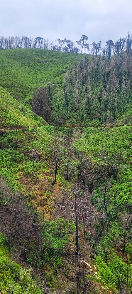 09.06.2024 Auf dem alten CR23 zur Capela do Cabo und über die Levada Nova zurück — Weiter zur Ribeira da Vaca — Foto 16