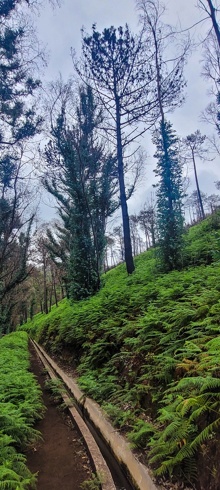 09.06.2024 Auf dem alten CR23 zur Capela do Cabo und über die Levada Nova zurück — Der Schlussabschnitt bis Cabo — Foto 3