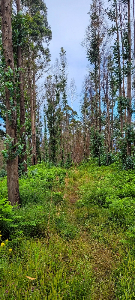 09.06.2024 Auf dem alten CR23 zur Capela do Cabo und über die Levada Nova zurück — Auf dem CR23 zur Capela in Cabo — Foto 9