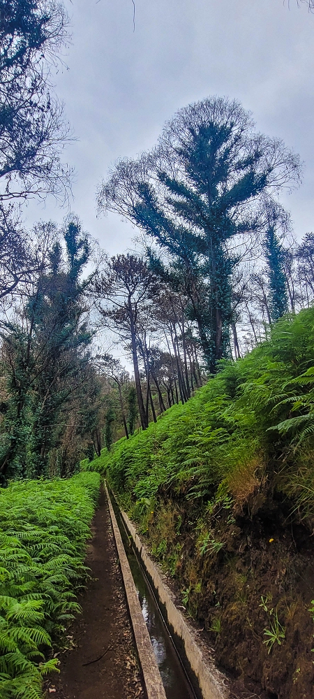 09.06.2024 Auf dem alten CR23 zur Capela do Cabo und über die Levada Nova zurück — Der Schlussabschnitt bis Cabo — Foto 4