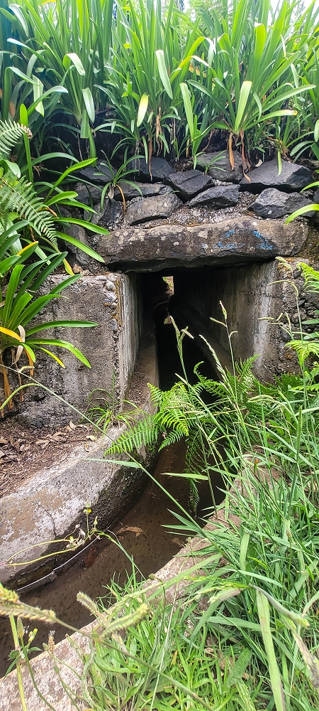 09.06.2024 Auf dem alten CR23 zur Capela do Cabo und über die Levada Nova zurück — Der Schlussabschnitt bis Cabo — Foto 9