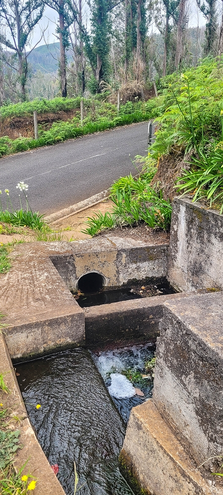 09.06.2024 Auf dem alten CR23 zur Capela do Cabo und über die Levada Nova zurück — Der Schlussabschnitt bis Cabo — Foto 11