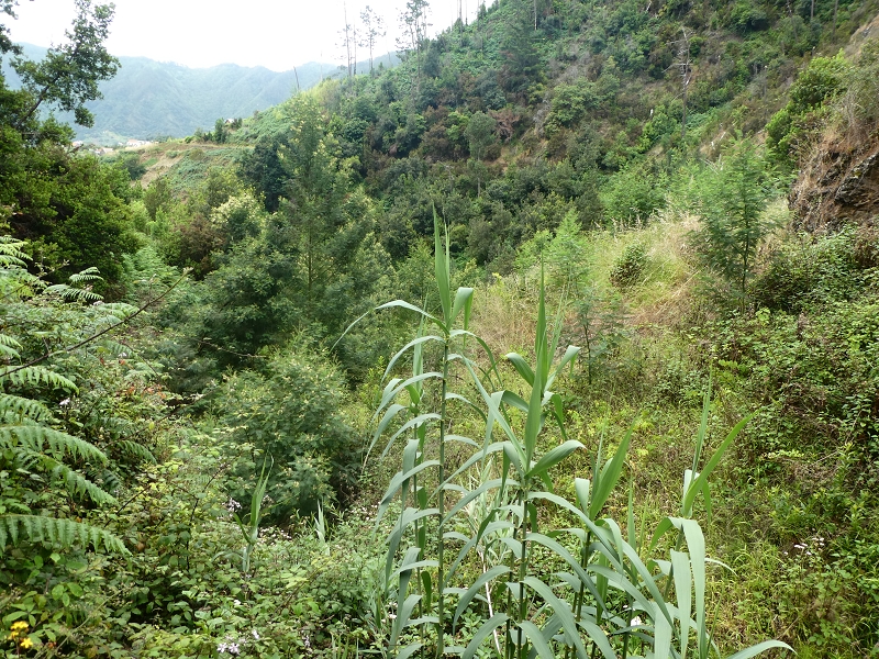09.07.2018 Rundtour vom Portelapass über die Levada do Castelejo, Pico da Suna und die Levada da Portela — Weiter zur Vereda da Terra Baptista — Foto 16