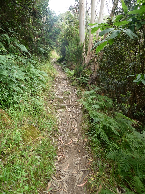 09.07.2018 Rundtour vom Portelapass über die Levada do Castelejo, Pico da Suna und die Levada da Portela — Aufstieg auf der Vereda da Terra Baptista — Foto 3