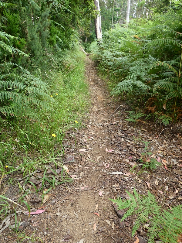 09.07.2018 Rundtour vom Portelapass über die Levada do Castelejo, Pico da Suna und die Levada da Portela — Aufstieg auf der Vereda da Terra Baptista — Foto 8