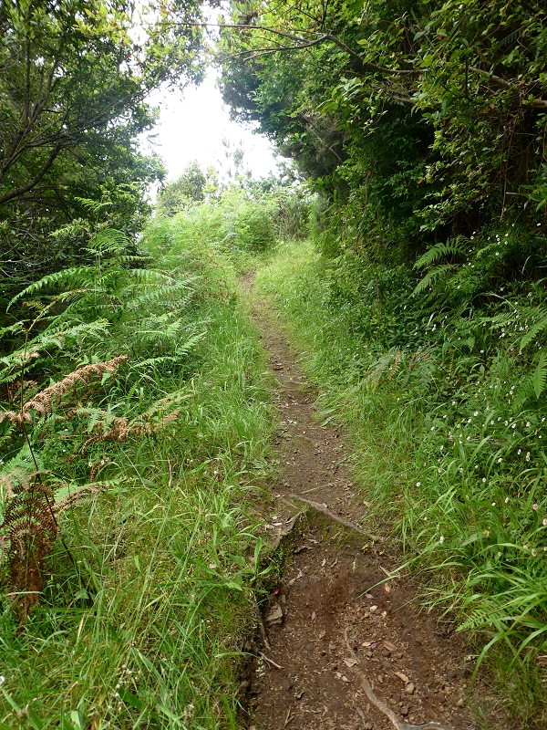 09.07.2018 Rundtour vom Portelapass über die Levada do Castelejo, Pico da Suna und die Levada da Portela — Aufstieg auf der Vereda da Terra Baptista — Foto 10