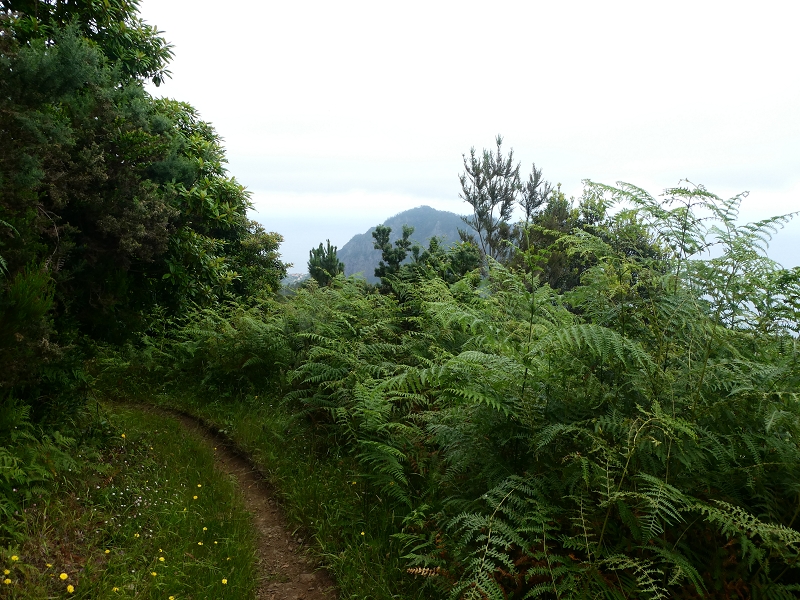 09.07.2018 Rundtour vom Portelapass über die Levada do Castelejo, Pico da Suna und die Levada da Portela — Aufstieg auf der Vereda da Terra Baptista — Foto 11