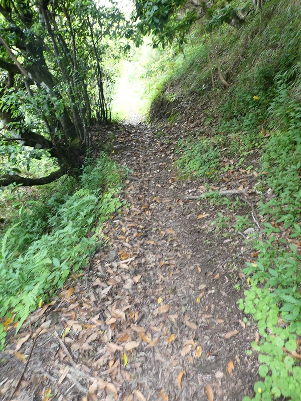 09.07.2018 Rundtour vom Portelapass über die Levada do Castelejo, Pico da Suna und die Levada da Portela — Aufstieg auf der Vereda da Terra Baptista — Foto 15