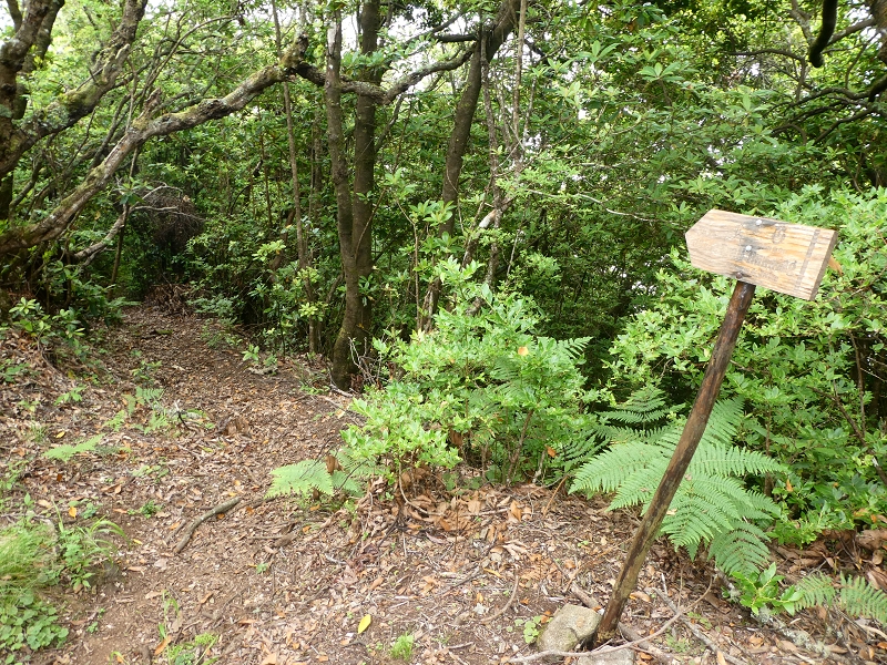 09.07.2018 Rundtour vom Portelapass über die Levada do Castelejo, Pico da Suna und die Levada da Portela — Aufstieg auf der Vereda da Terra Baptista — Foto 19