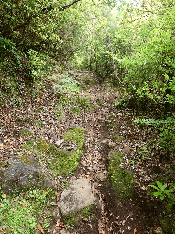 09.07.2018 Rundtour vom Portelapass über die Levada do Castelejo, Pico da Suna und die Levada da Portela — Aufstieg auf der Vereda da Terra Baptista — Foto 21