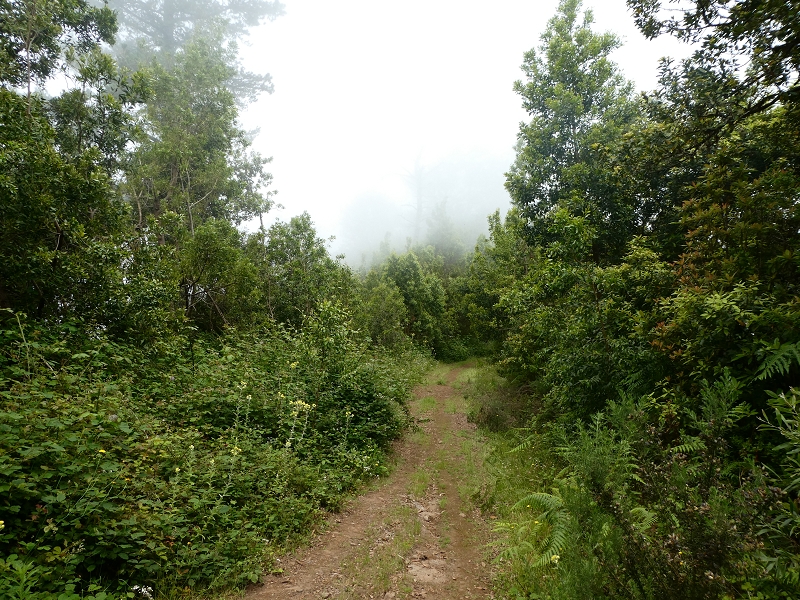 09.07.2018 Rundtour vom Portelapass über die Levada do Castelejo, Pico da Suna und die Levada da Portela — Abstieg zum Wasserhaus am Ende der Levada do Furado — Foto 2