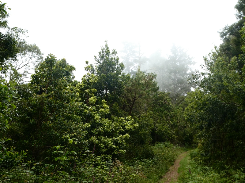 09.07.2018 Rundtour vom Portelapass über die Levada do Castelejo, Pico da Suna und die Levada da Portela — Abstieg zum Wasserhaus am Ende der Levada do Furado — Foto 3