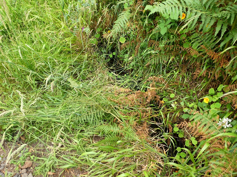 09.07.2018 Rundtour vom Portelapass über die Levada do Castelejo, Pico da Suna und die Levada da Portela — Levada da Portela mit Wasserführung — Foto 2