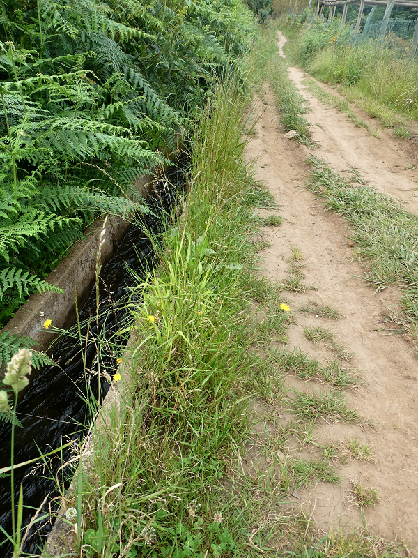 09.07.2018 Rundtour vom Portelapass über die Levada do Castelejo, Pico da Suna und die Levada da Portela — Levada da Portela mit Wasserführung — Foto 3