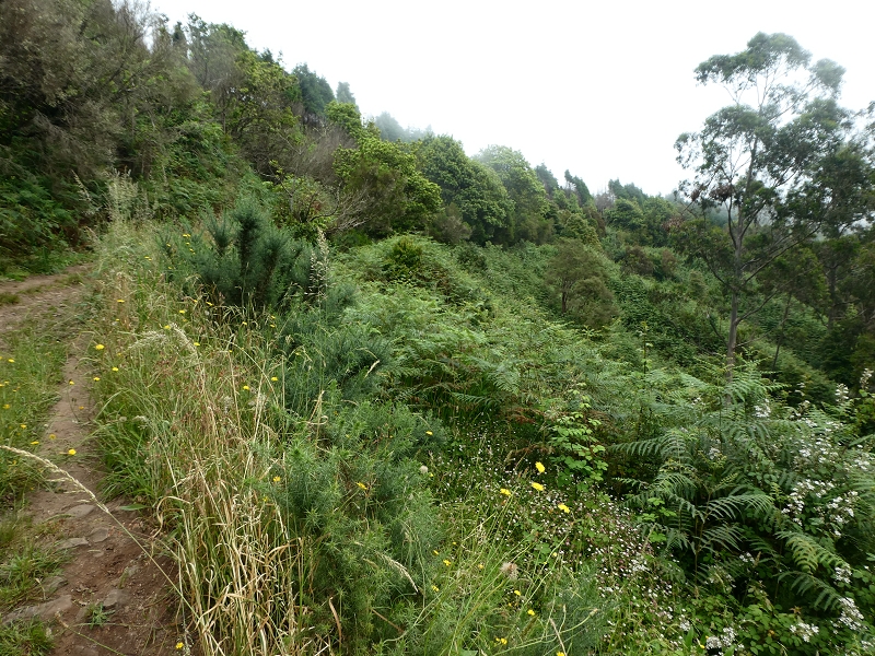 09.07.2018 Rundtour vom Portelapass über die Levada do Castelejo, Pico da Suna und die Levada da Portela — Levada da Portela mit Wasserführung — Foto 5